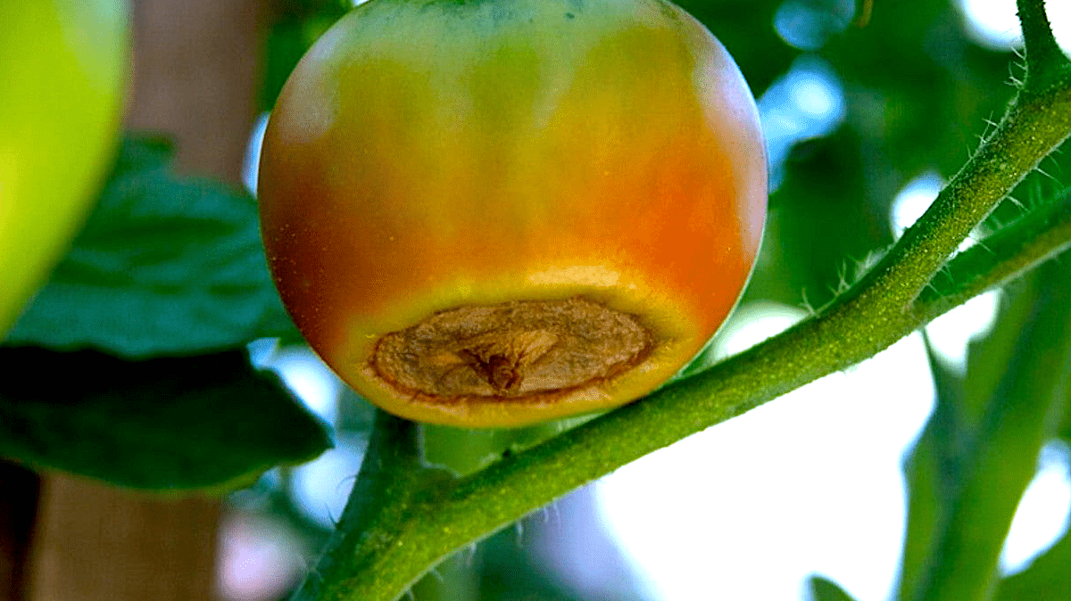 Blossom End Rot - Taiga Farm & Seed