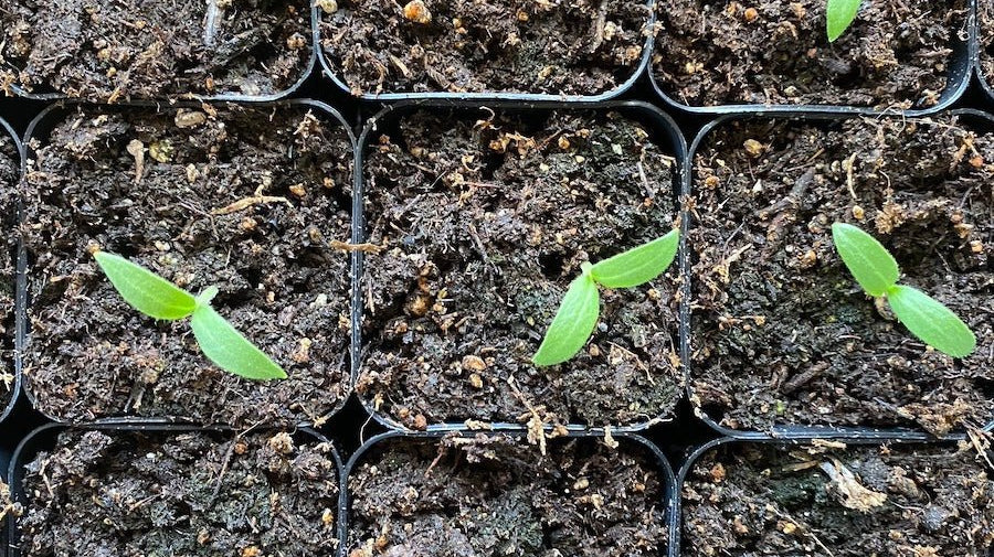 It’s Not Too Late: Embrace Late Starts in a Cold-Climate Garden - Taiga Farm & Seed