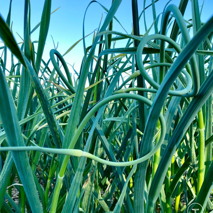 Taiga Farm and Seed Garlic Sending Up Scapes