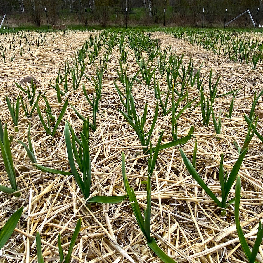 Taiga Farm and Seed Garlic in the Spring