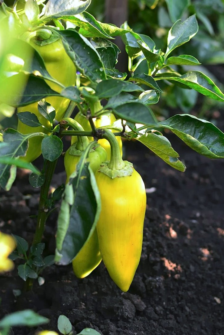Taiga Farm and Seed Banana Pepper