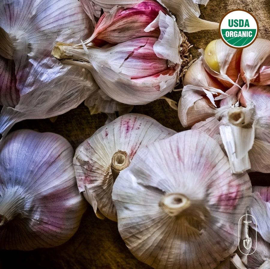 Taiga Farm and Seed Garlic Bulbs and Cloves
