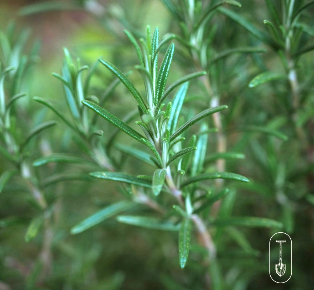 Taiga Farm and Seed Rosemary Herb
