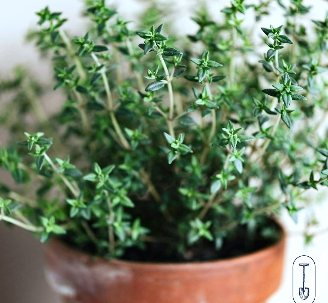 Taiga Farm and Seed Pot of Thyme with a White Background