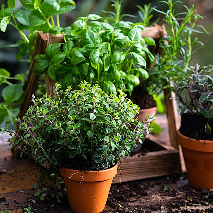 Potted culinary herbs including basil, oregano, and rosemary growing in an outdoor garden.