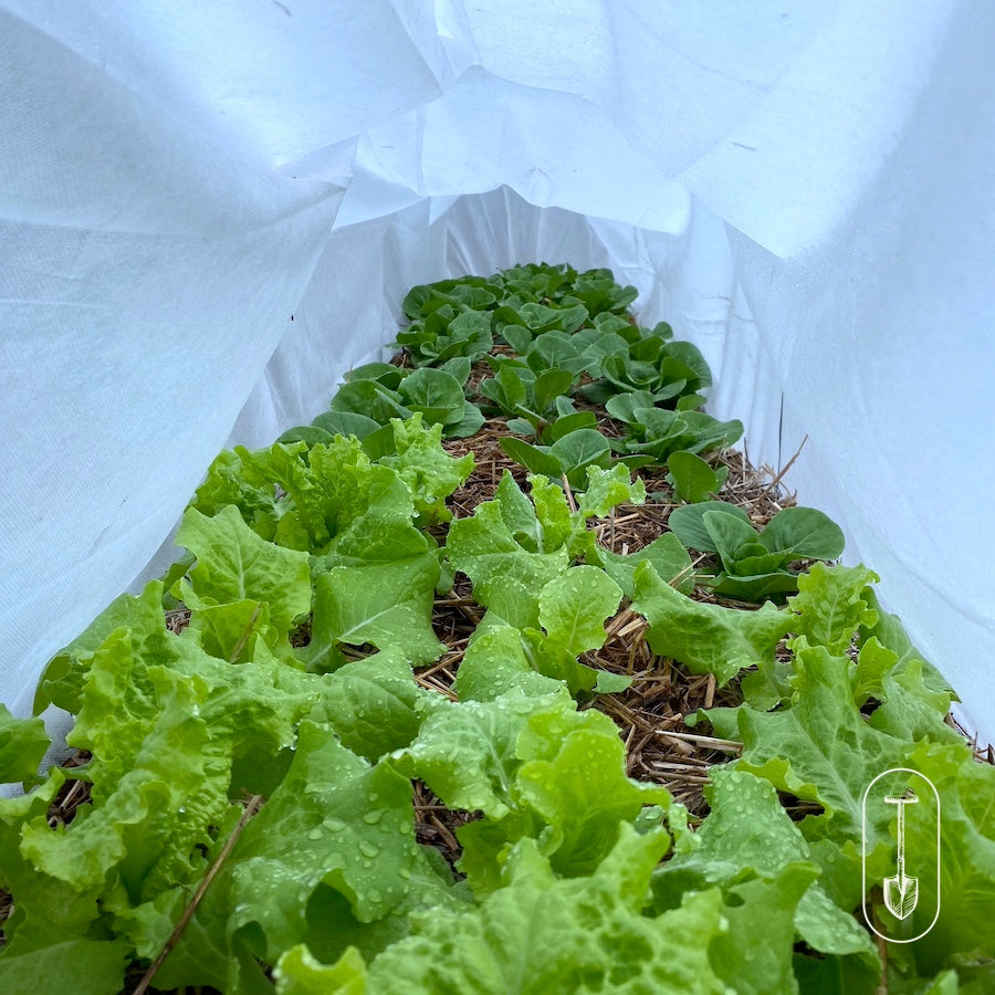 Taiga Farm and Seed Lettuce Under Row Cover