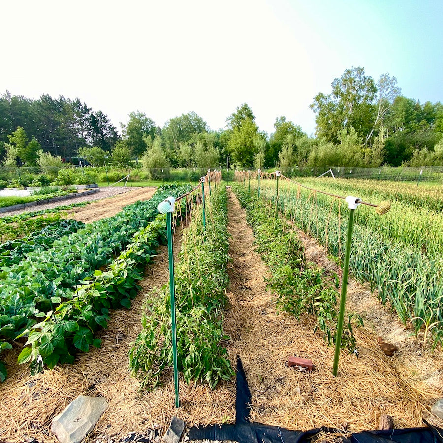 Taiga Farm and Seed Farm Field