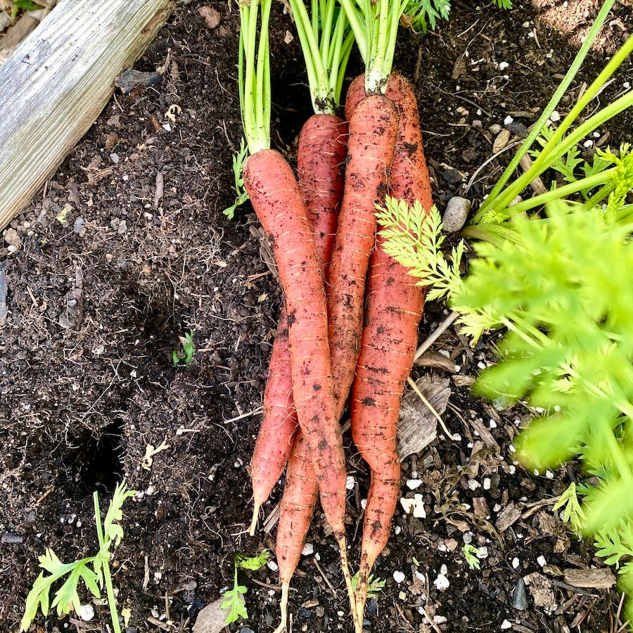 Backyard Garden Seed Collection - Taiga Farm & Seed