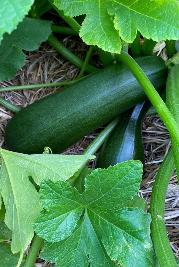 Taiga Farm & Seed Zucchini in the Garden