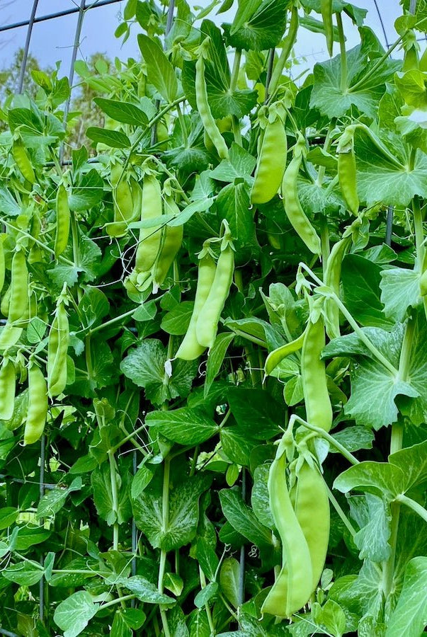Taiga Farm & Seed Peas on Trellis