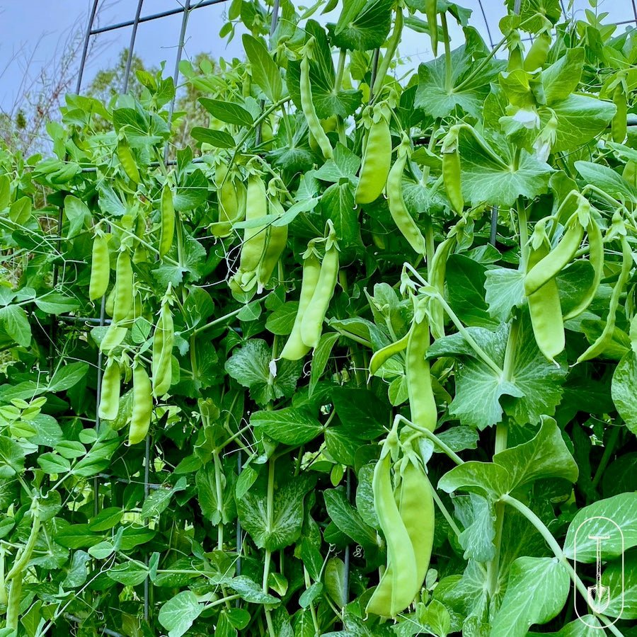 Taiga Farm & Seed Peas on Trellis