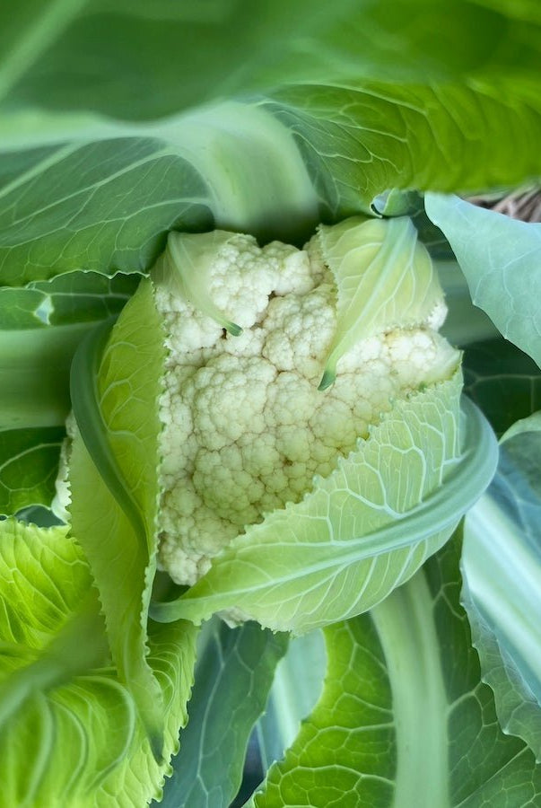 Taiga Farm and Seed Hidden Cauliflower Head