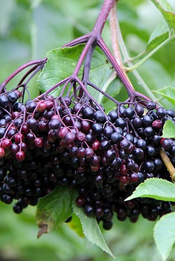 Bob Gordon Elderberry - Taiga Farm & Seed