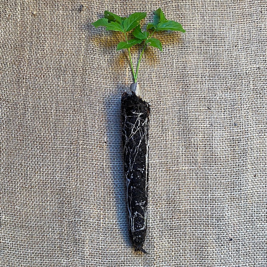 Bob Gordon Elderberry - Taiga Farm & Seed