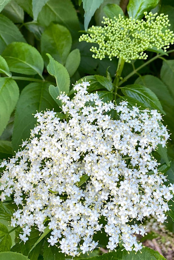 Bob Gordon Elderberry - Taiga Farm & Seed