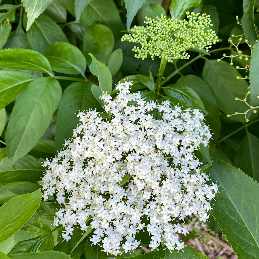 Bob Gordon Elderberry - Taiga Farm & Seed