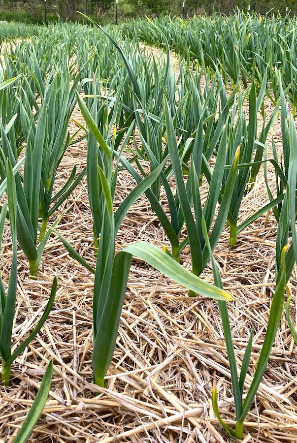 Chesnok Red Certified Organic Garlic - Taiga Farm & Seed