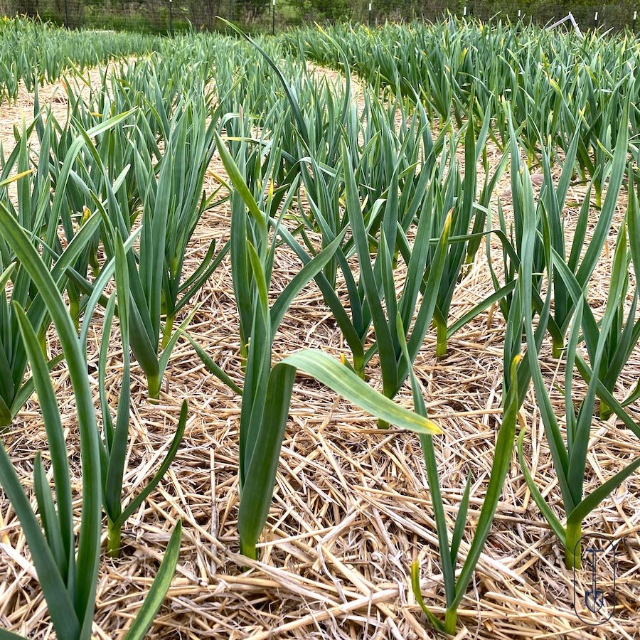 Chesnok Red Certified Organic Garlic - Taiga Farm & Seed