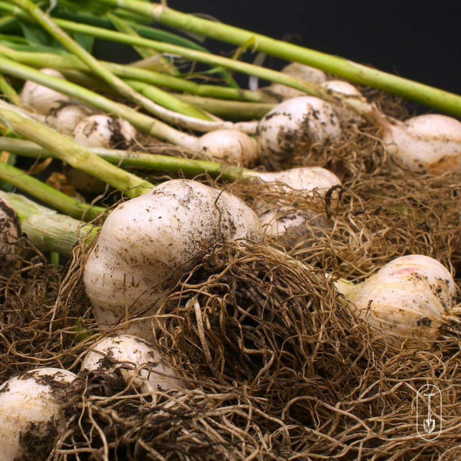 Taiga Farm and Seed Garlic Freshly Harvested