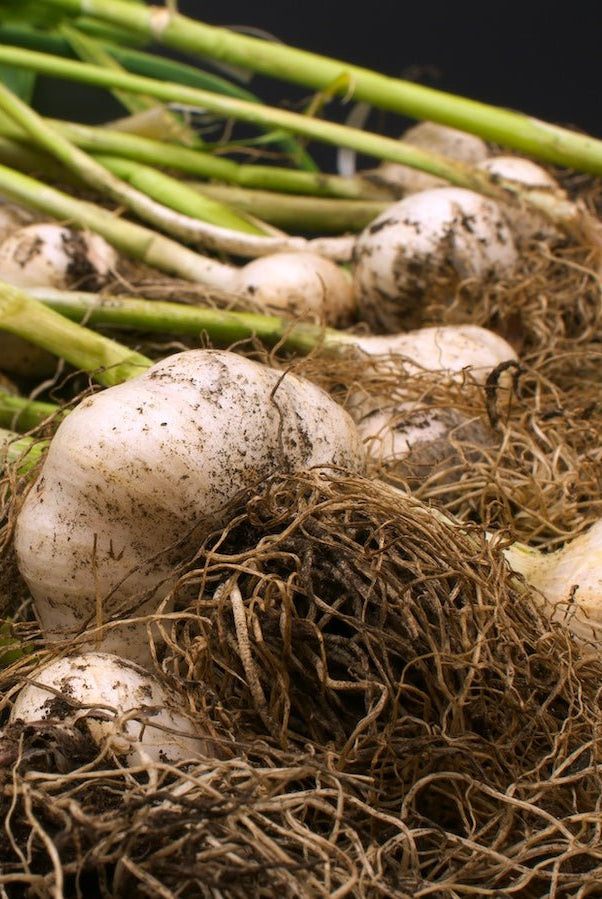 Taiga Farm and Seed Garlic Freshly Harvested