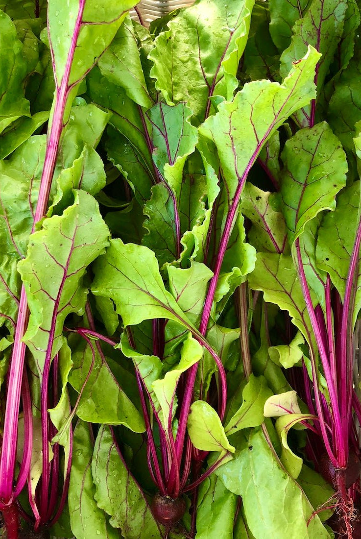 Container Garden Seed Collection - Taiga Farm & Seed