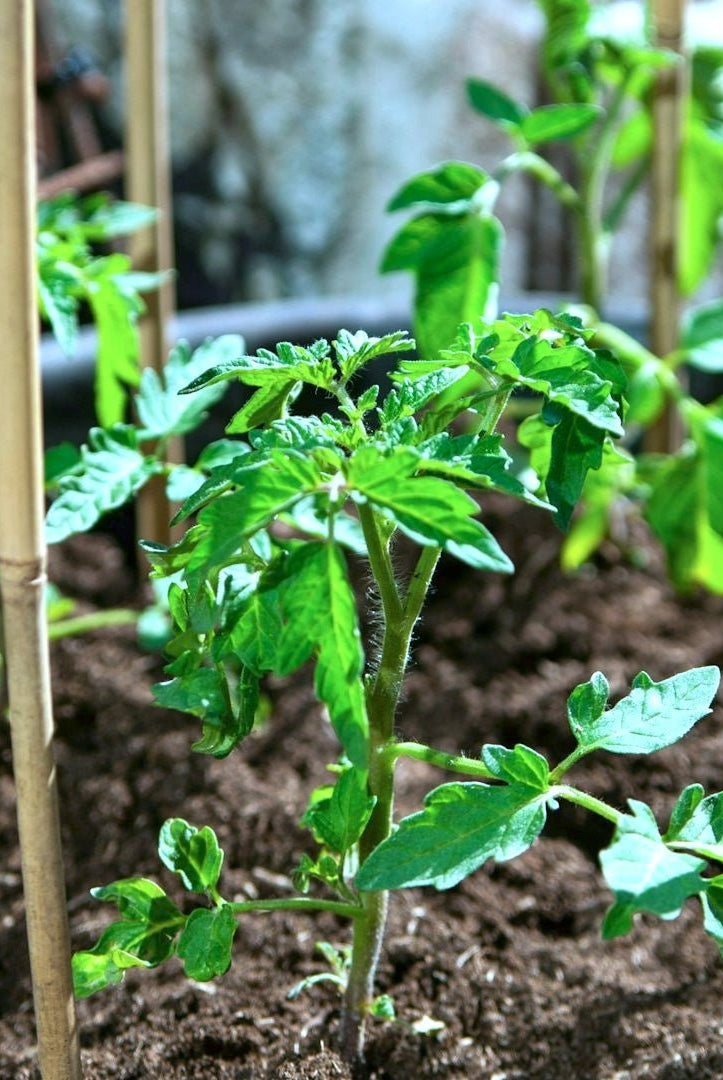 Container Garden Seed Collection - Taiga Farm & Seed