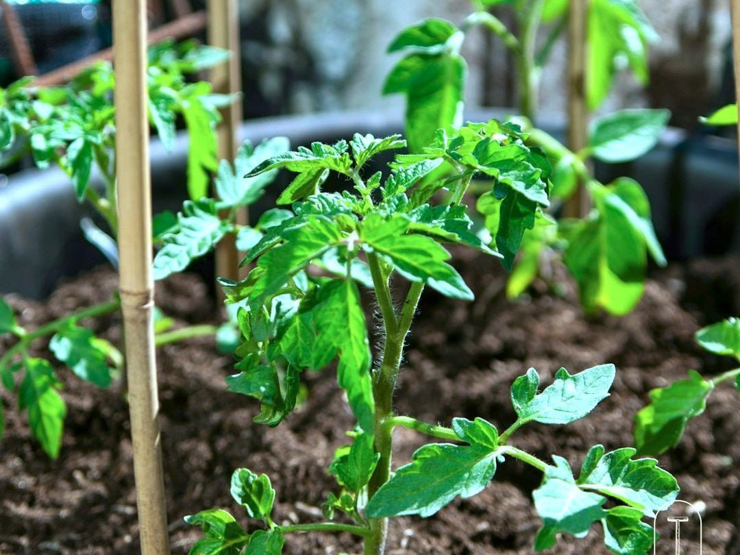 Container Garden Seed Collection - Taiga Farm & Seed