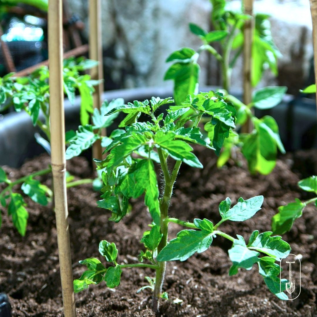 Container Garden Seed Collection - Taiga Farm & Seed