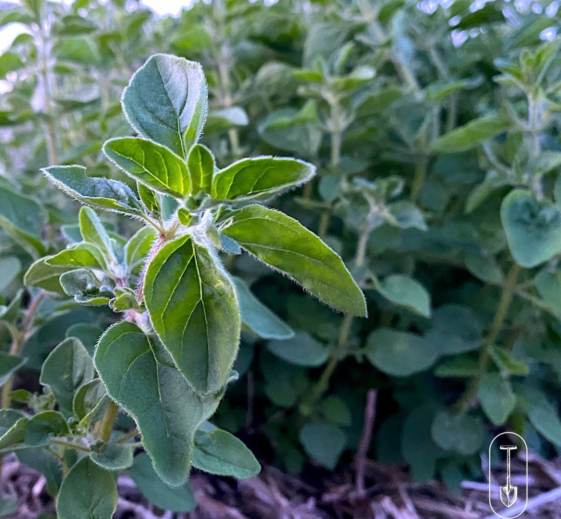 Culinary Herb Seed Collection - Taiga Farm & Seed