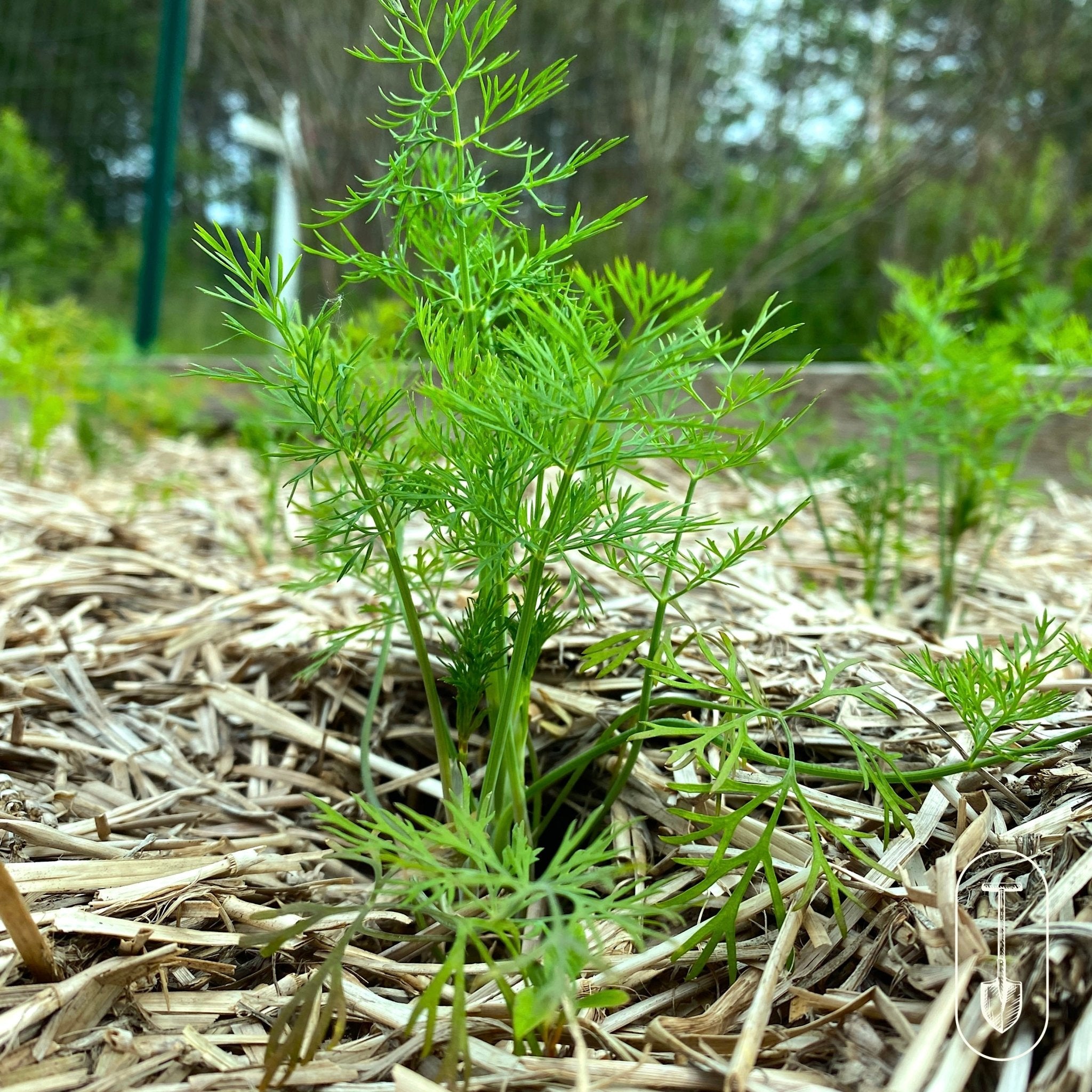 Culinary Herb Seed Collection - Taiga Farm & Seed