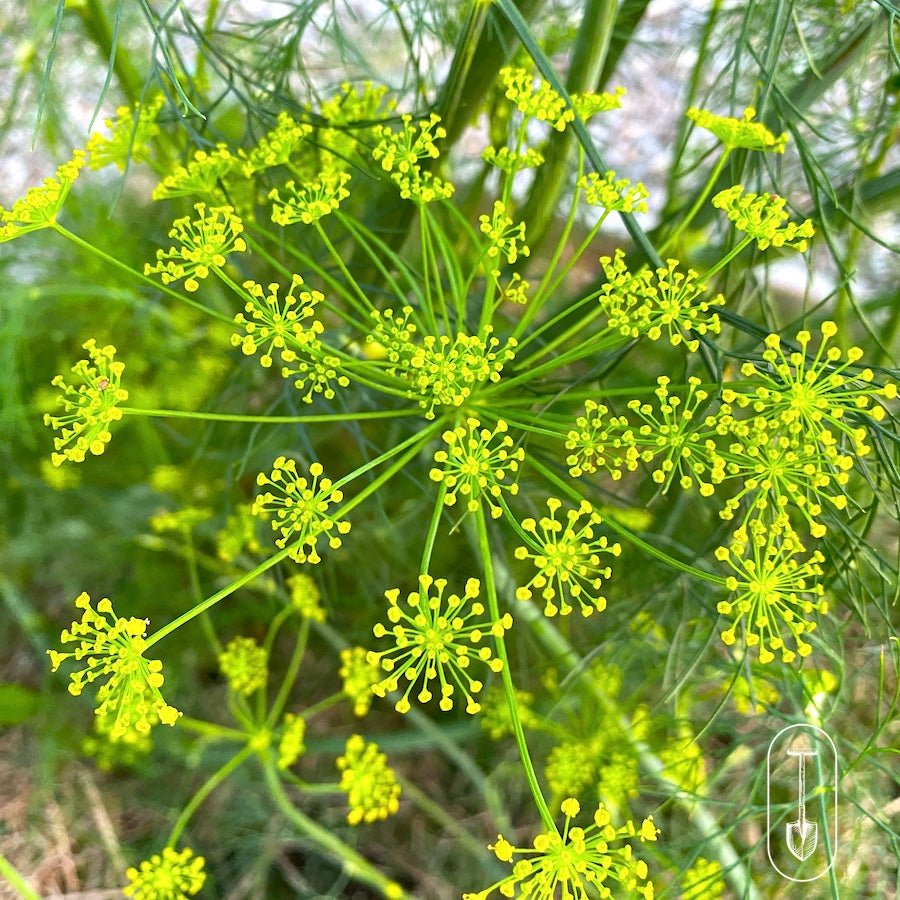 Culinary Herb Seed Collection - Taiga Farm & Seed
