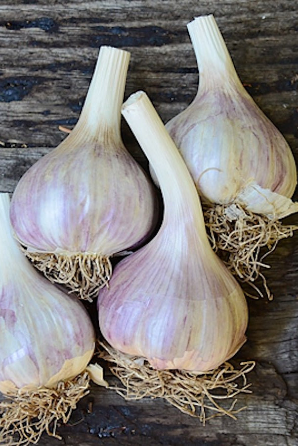 Taiga Farm and Seed Garlic Four Bulbs