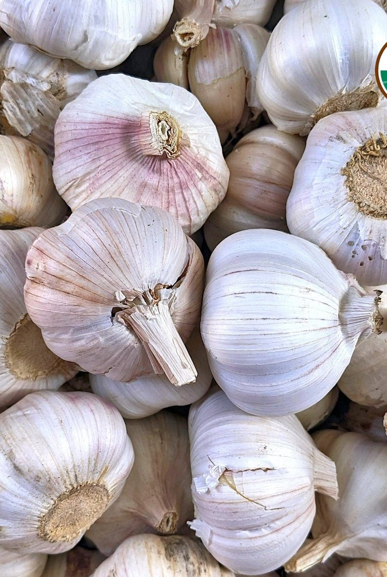 German Red Certified Organic Garlic - Taiga Farm & Seed