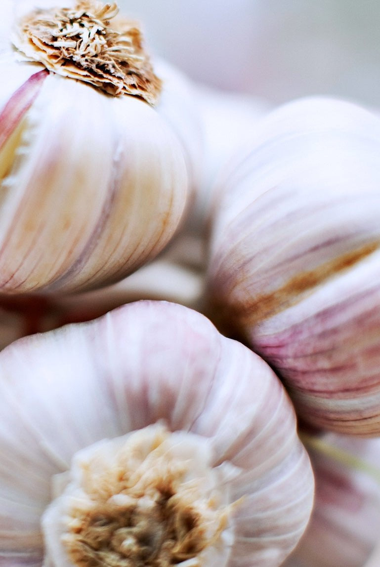 German Red Certified Organic Garlic - Taiga Farm & Seed