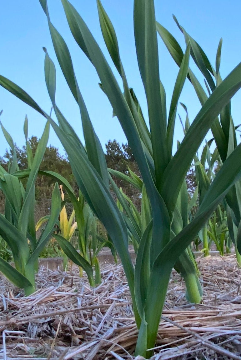 German Red Certified Organic Garlic - Taiga Farm & Seed
