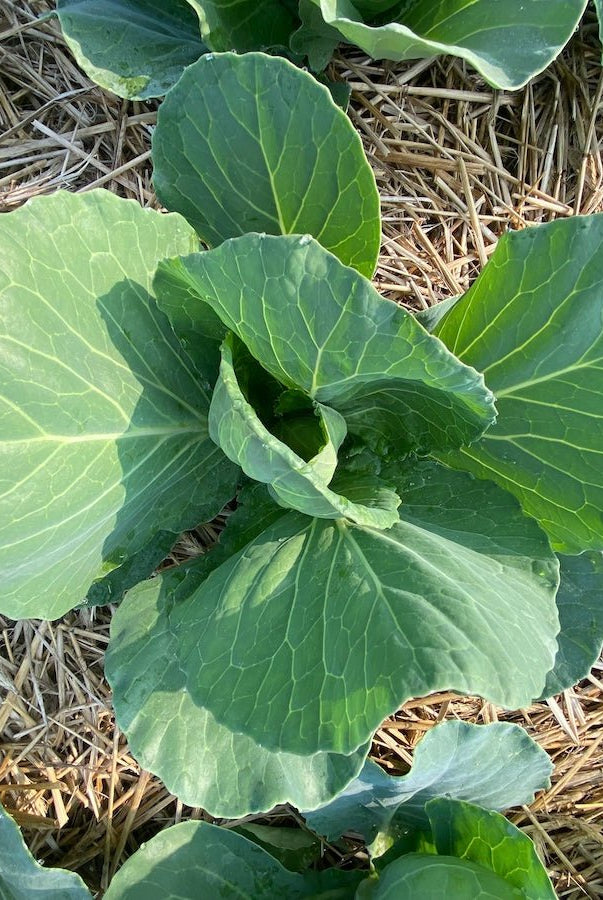 Gift Card - Taiga Farm & Seed