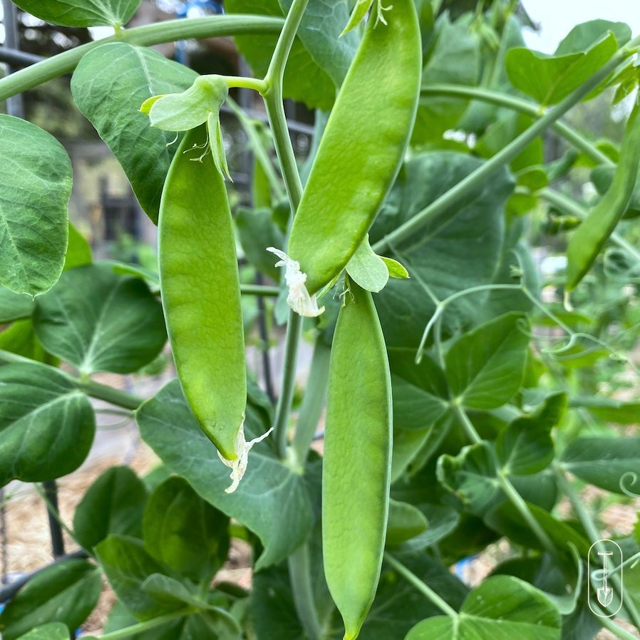 Green snow peas growing on a backyard trellis under summer sun