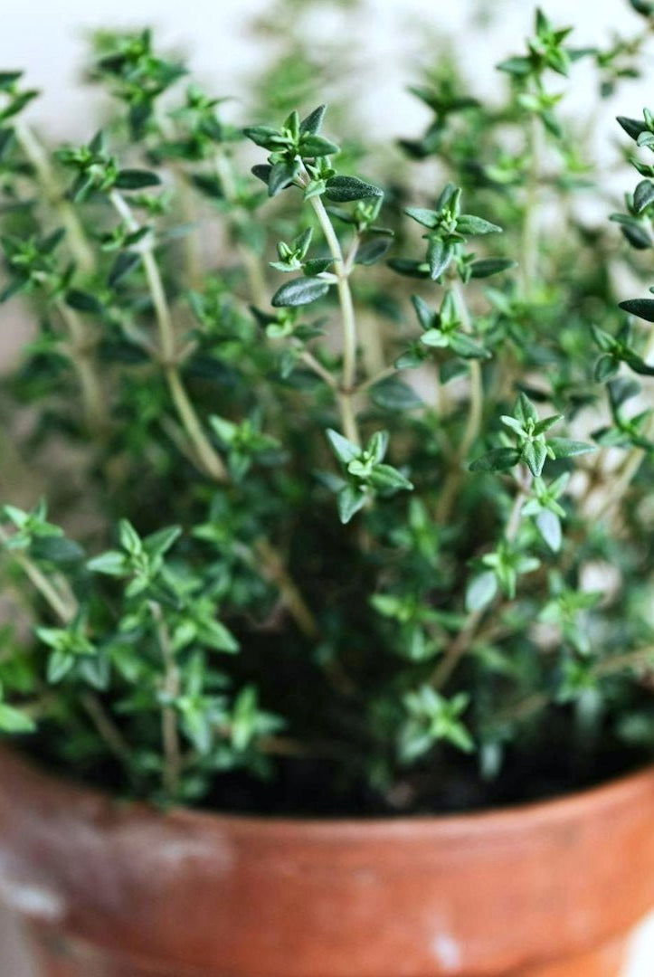 Gift Card - Taiga Farm & Seed