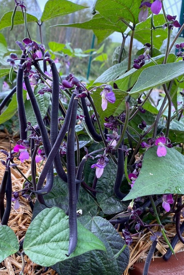 Taiga Farm and Seed Burgundy Bean Plant