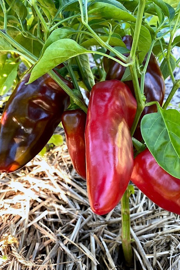 Homestead Seed Collection - Taiga Farm & Seed