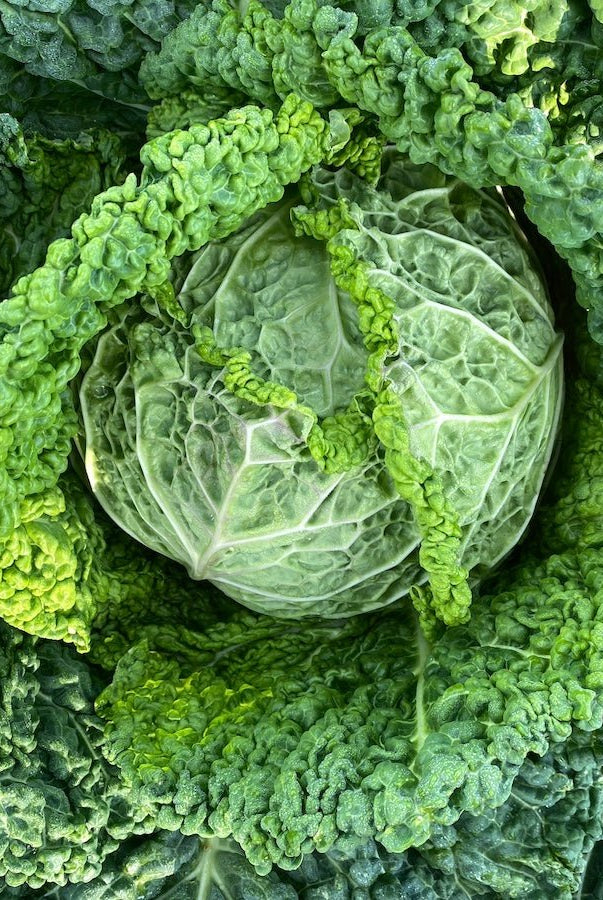Taiga Farm and Seed Cabbage Savoy