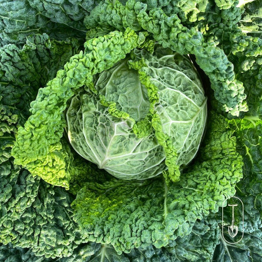 Taiga Farm and Seed Cabbage Savoy