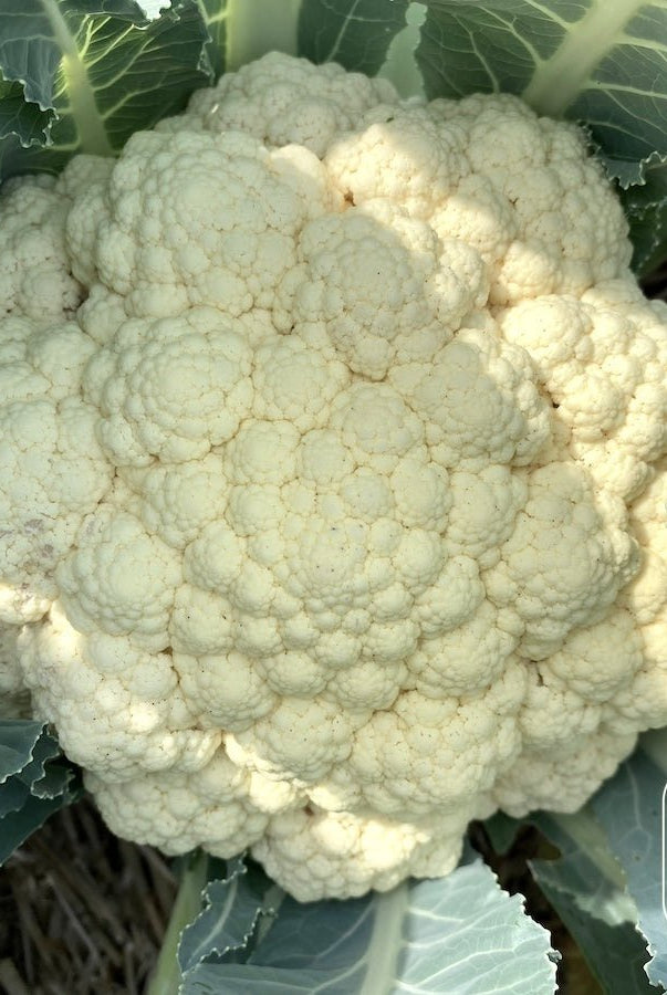Taiga Farm and Seed Cauliflower Full Head