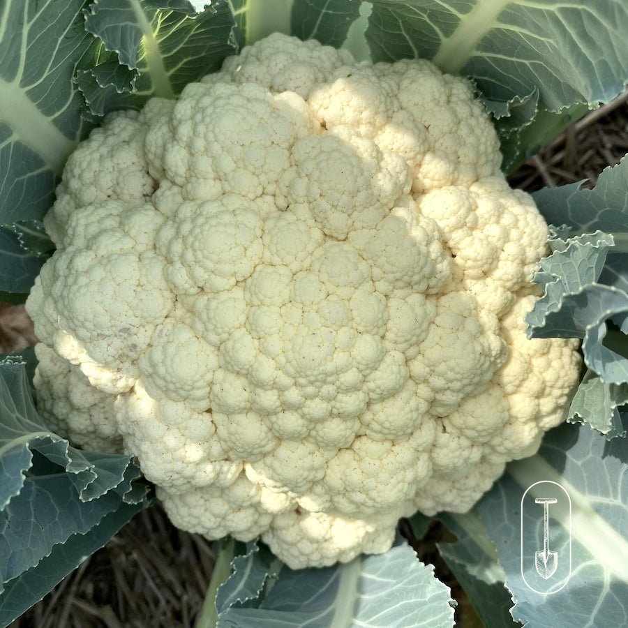 Taiga Farm and Seed Cauliflower Full Head