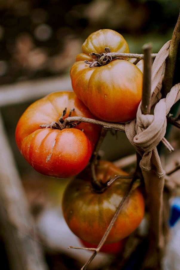 Homestead Seed Collection - Taiga Farm & Seed