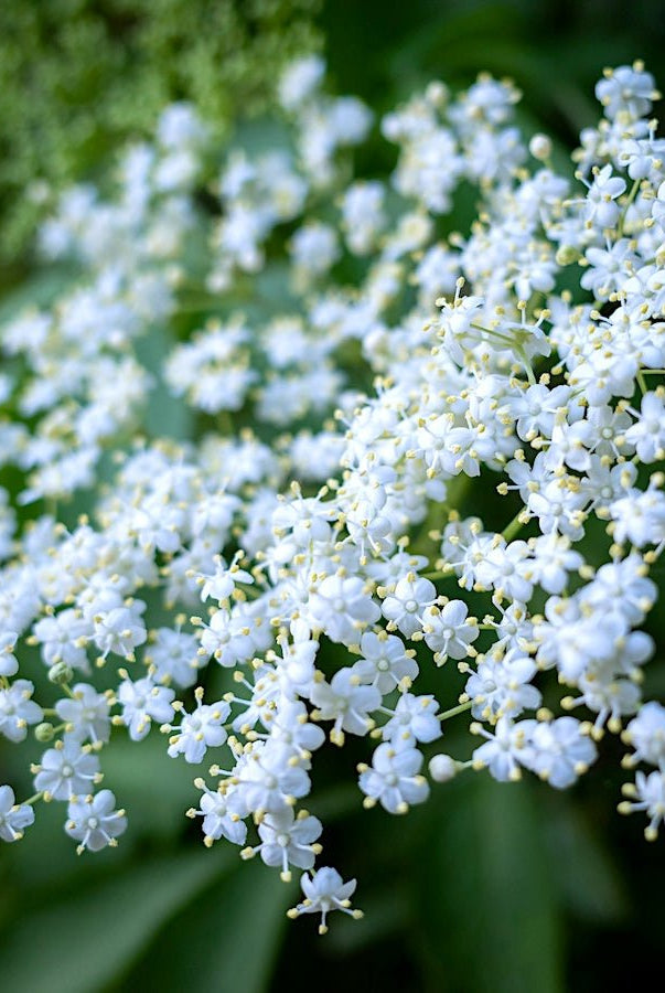 Marge Elderberry - Taiga Farm & Seed