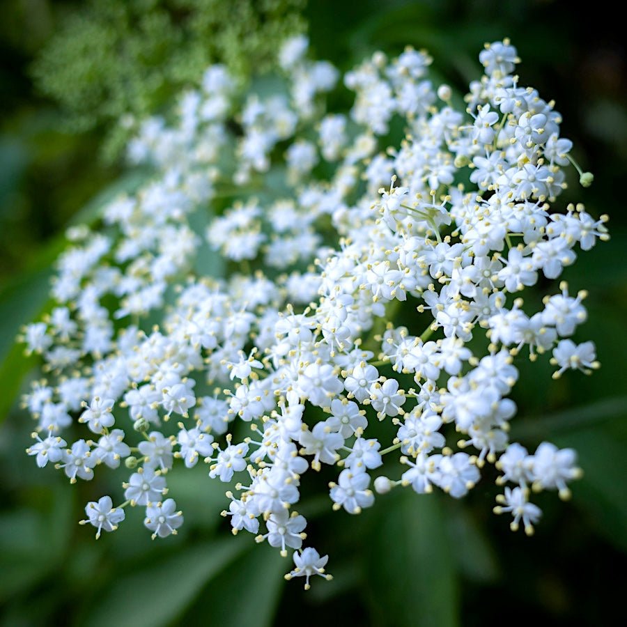 Marge Elderberry - Taiga Farm & Seed
