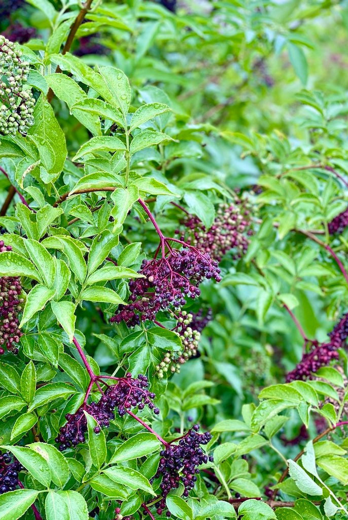Marge Elderberry - Taiga Farm & Seed
