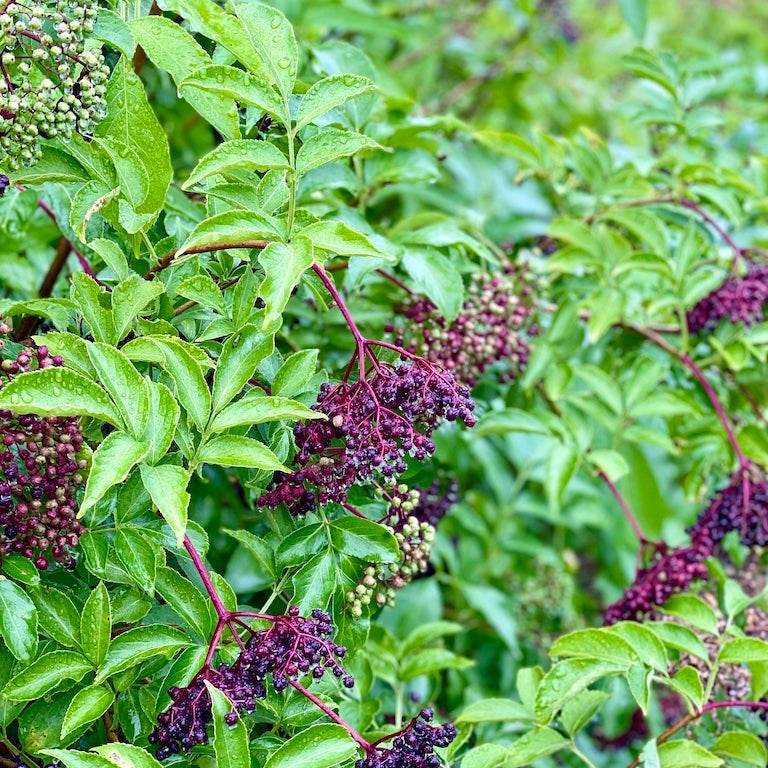 Marge Elderberry - Taiga Farm & Seed