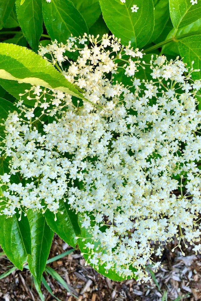 Nova Elderberry - Taiga Farm & Seed